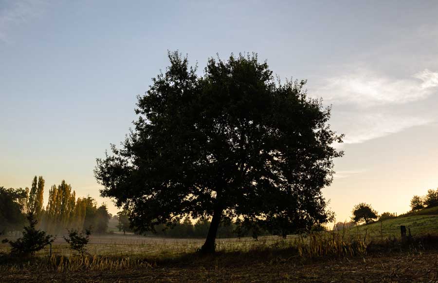 arbre-magnifique-broceliande-bretagne