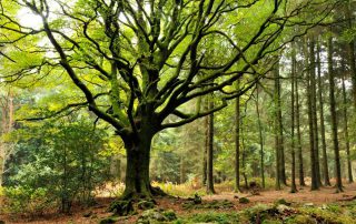 foret_broceliande
