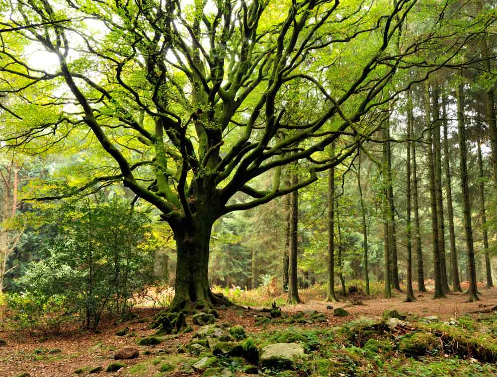 foret_broceliande