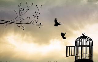 oiseaux-libres-cage