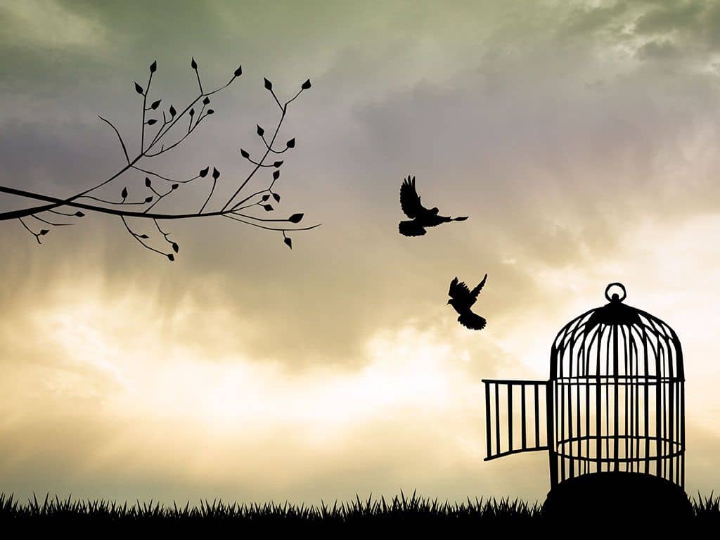 oiseaux-libres-cage
