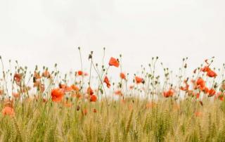 champ-coquelicots-gite-la-hulotte-broceliande-bretagne