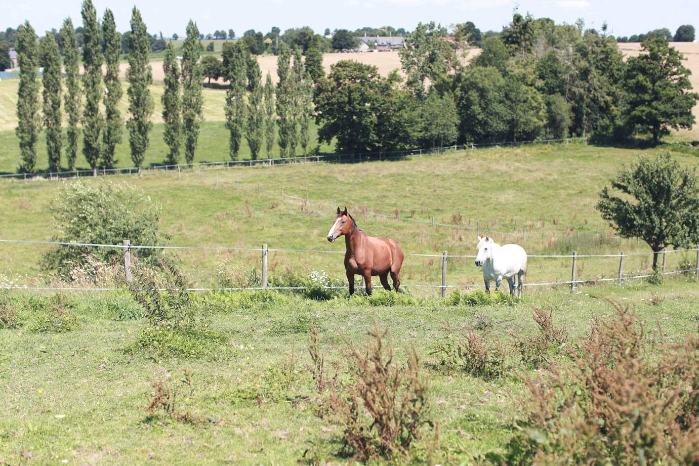 chevaux-paturages-gite-la-hulotte-broceliande-bretagne