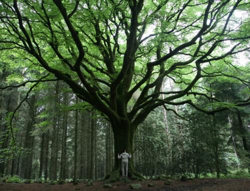 Balade initiatique en forêt de Brocéliande – 9 et 10 août 2025 – Gîte La Hulotte en Brocéliande