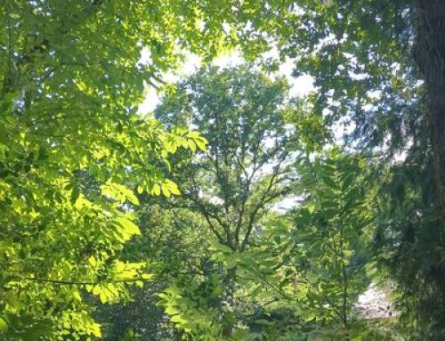 Séjour de Ressourcement en Brocéliande –  6 au 8 mars  et 25 au 28 juin 2026  – Gîte La Hulotte